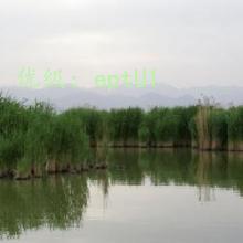 ǱĬ