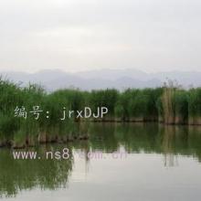 ǰ