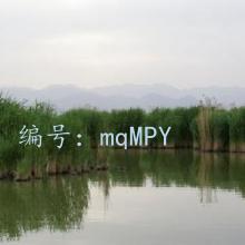 ȫ