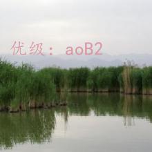 λ
