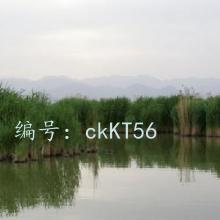 λ