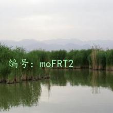 ǱĬ