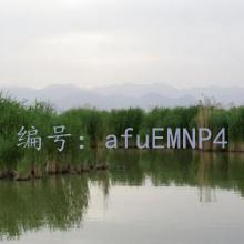 ò