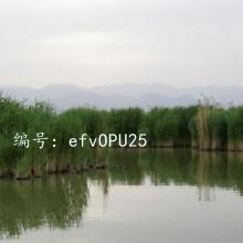 ǱĬ