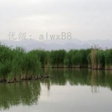 ȫ