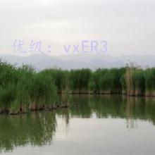 Ⱦ